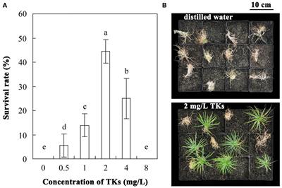 Enhancing heat stress tolerance in Lanzhou lily (Lilium davidii var. unicolor) with Trichokonins isolated from Trichoderma longibrachiatum SMF2